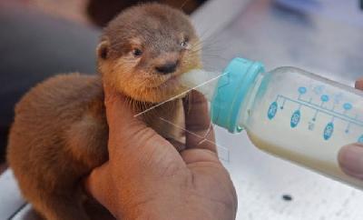 Bali Avsec Foils Attempted Smuggling of Baby Otters