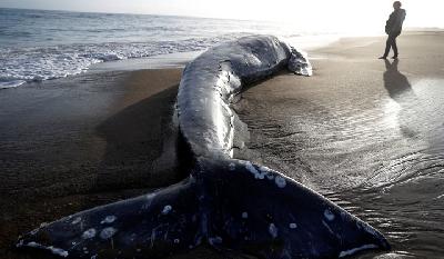 Dead Grey Whale Found in Point Reyes National Seashore