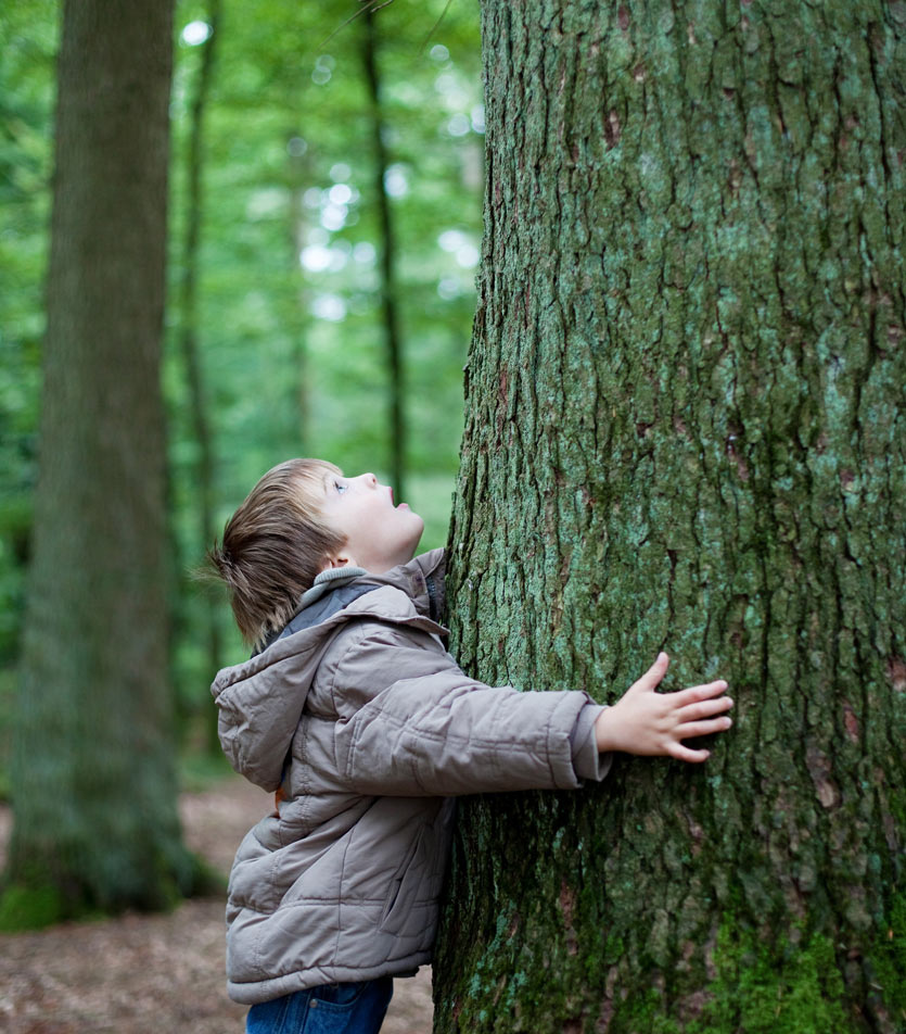 kid hugging tree in forest, looking up into the canopy