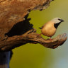 The black-throated finch ... the verdict on the proposed Adani mine project's effect on the bird is due on Friday.