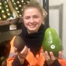 Holy guacamole: the avozilla hitting grocery stores