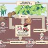 Simplified representation of the nitrogen cycle