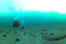 Diver over area covered with sea urchins.