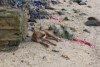 A dog lying on a beach in Fiji, with rocks and miscellaneous clothes and items in the background.