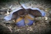 Two purple fungi, Cortinarius Archeri, side by side.