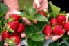 Freshly picked strawberries being held out in someone's hand.