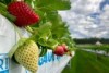 Ripe and one unripe strawberry seen growing in the tabletop method.