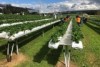 People picking strawberries being grown using the tabletop method.