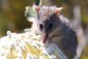 Two tiny honey possums search for nectar on a banksia flower. 