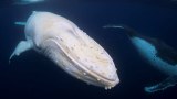 Migaloo swims by Byron Bay with another whale