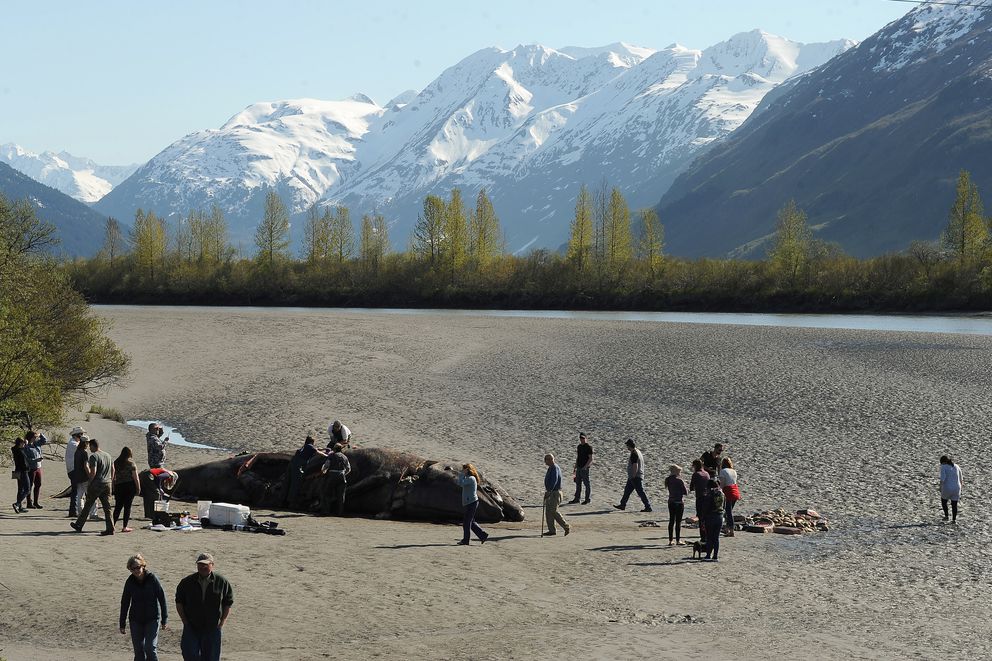 Kathy Burek Huntington, with Alaska Veterinary Pathology Services, UAA grad students and Barbara Mahoney, with the National Marine Fisheries Service take samples from a dead gray whale washed up on the mud at Placer River at the head of Turnagain Arm on Tuesday May 21, 2019. (Photo by Bob Hallinen)