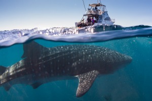 *** please archive ***Â sunmay19ningaloo Whale Sharks Ningaloo Marine Reserve WA ; text by Catherine Marshall ; SUPPLIED ...