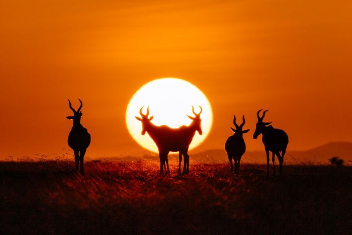 Hartebeest at dawn in Central Kenya