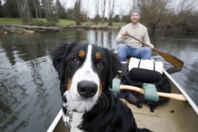 dog in canoe ImageCountry Getty Images