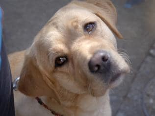 Scene from the guide dog training documentary Pick Of the Litter. Madman Films.