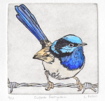 lydie-paton-superb-fairywren-bluethumb-6b79