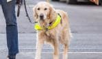 Rachael Leahcar with Ella her RSB Guide Dog crossing King William St, Adelaide. Blind people are terrified of electric vehicles because they are silent under 20km/h.