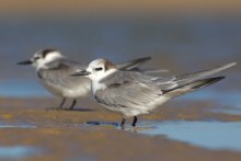 When Aleutian terns were spotted at Old Bar, NSW, it generated a flurry of excitement. (Supplied: Liam Murphy)