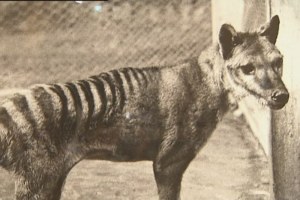 Could we ever bring back the thylacine from extinction? And would it fare any better the second time around?