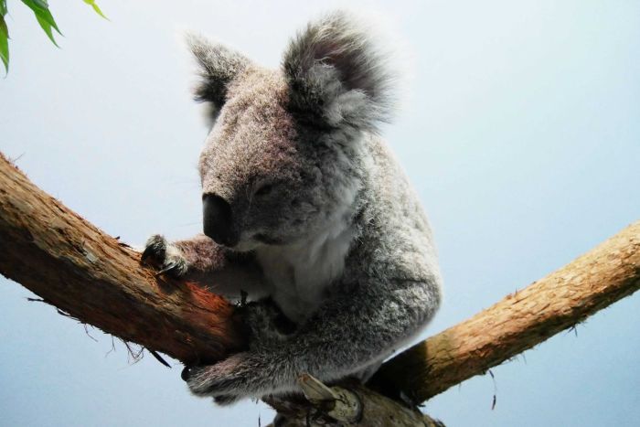 A mother Koala sitting on a branch inside a clinic.