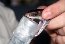 Venom extraction from Papuan taipan (University of Melbourne: David Williams, file photo)