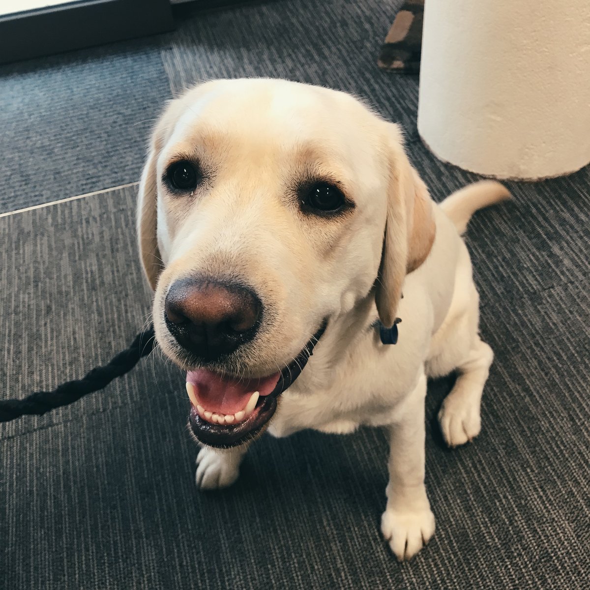 Photograph - close up of a blonde labrador dog