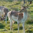 Richmond is a well-off residential district bordering the River Thames in south west London, with the wonderful Richmond Park a short bus ride away. Here’s 33 photos from a recent […]