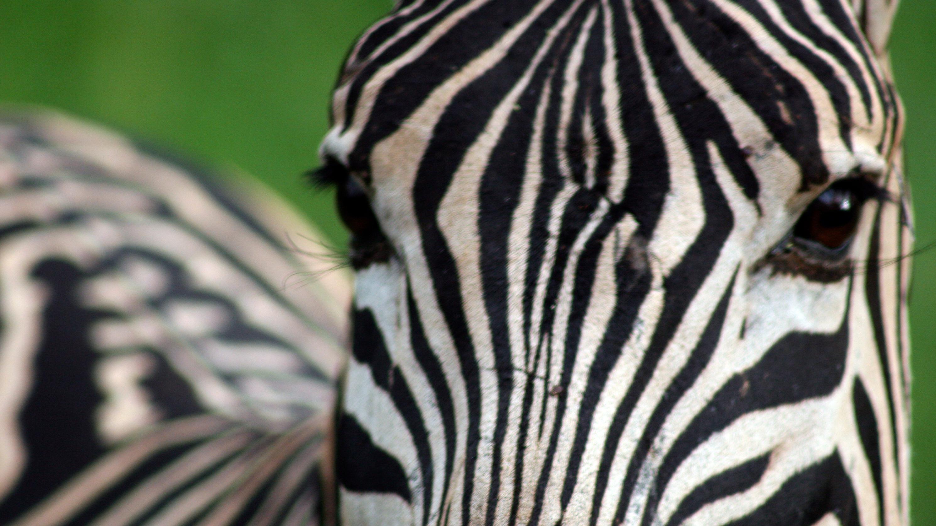 Burchell’s zebra.