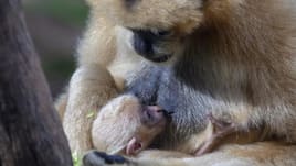 Perth Zoo visitors have caught a glimpse of its newest addition, a critically endangered baby white-cheeked gibbon, which is one of the world's rarest apes.