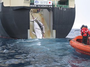 File - An adult and sub-adult Minke whale are dragged aboard the Nisshin Maru, a Japanese whaling vessel that is the world's only factory whaling ship in Japan.