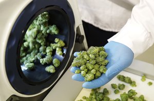 In this Sept. 25, 2018 photo, Devin Melnyk, a long-time marijuana grower and a consultant with Pure Sunfarms, holds trimmed marijuana as it comes out of a high-volume cannabis trimming machine at a massive tomato greenhouse being renovated to grow pot in Delta, British Columbia.