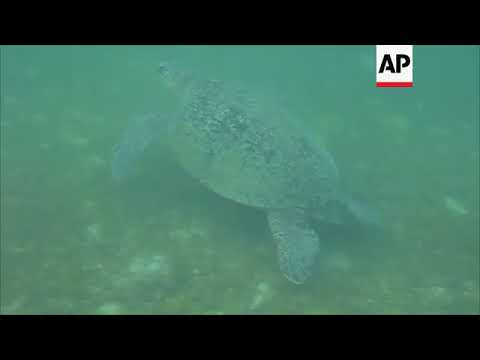 Suffocating Ourselves: Dumping Plastic into Ocean Poisons the Bacteria that Produce 10% of our Oxygen, underpin Marine Life