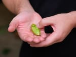 Recent years have seen a return to using freshly harvested hops in seasonal beers.