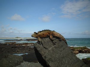 File - The Marine Iguana (Amblyrhynchus cristatus) is an iguana found only on the Galápagos Islands that has the ability, unique among modern lizards, to live and forage in the sea, making it a marine reptile.