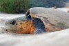 A Loggerhead Turtle lays her eggs on Turtle Bay on Dirk Hartog Island, Shark Bay.