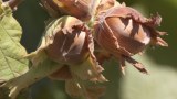 Going Nuts: Australia's hazelnut industry experiencing a growth spurt