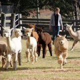 Imogen Boughey rounding up alpacas in a stock yard.