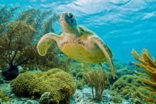 After circling an entire ocean, a female sea turtle can navigate back to the beach where she was born to lay her eggs. (Douglas Klug/Getty Images)