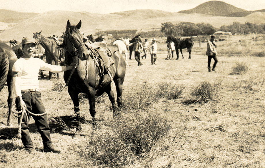 Cowboys in the Tropics