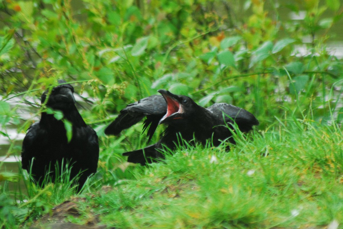 Raven looking like it's yelling at another raven