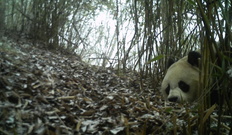 Giant Panda