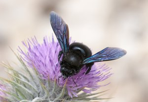 2 August 2015, Large black carpenter bee (Xylocopa sp.). Bolkar Mts. Ulukışla, Niğde - Turkey.