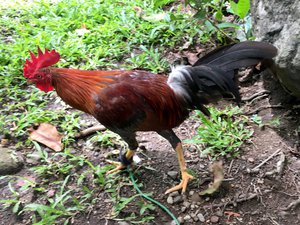 A rooster chicken with foot shackles roam around limited area.