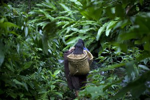 In this Oct. 1, 2013 photo, Ashaninka Indian girls walk through a forest path as they return to their village after shopping in the nearby village Kimkibiri Baja, Pichari district, Peru.