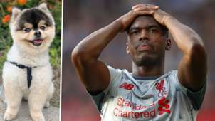 Daniel Sturridge Dog