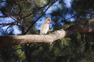 6 May 2018, Photo of a Garilla, meaning a Corella parrot in the Wijadjuri Aborigan Language.