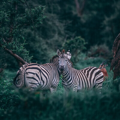 zebra