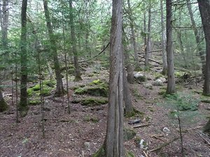 Thuja occidentalis, Hunt Lake Trail, Manitoba