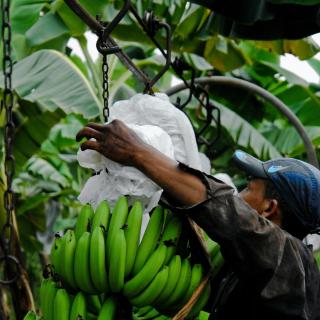 Colombia has declared a national emergency after plantations discovered the Panama Disease