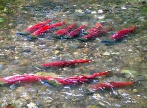 Sockeye salmon migrate up a small stream in Southcentral Alaska